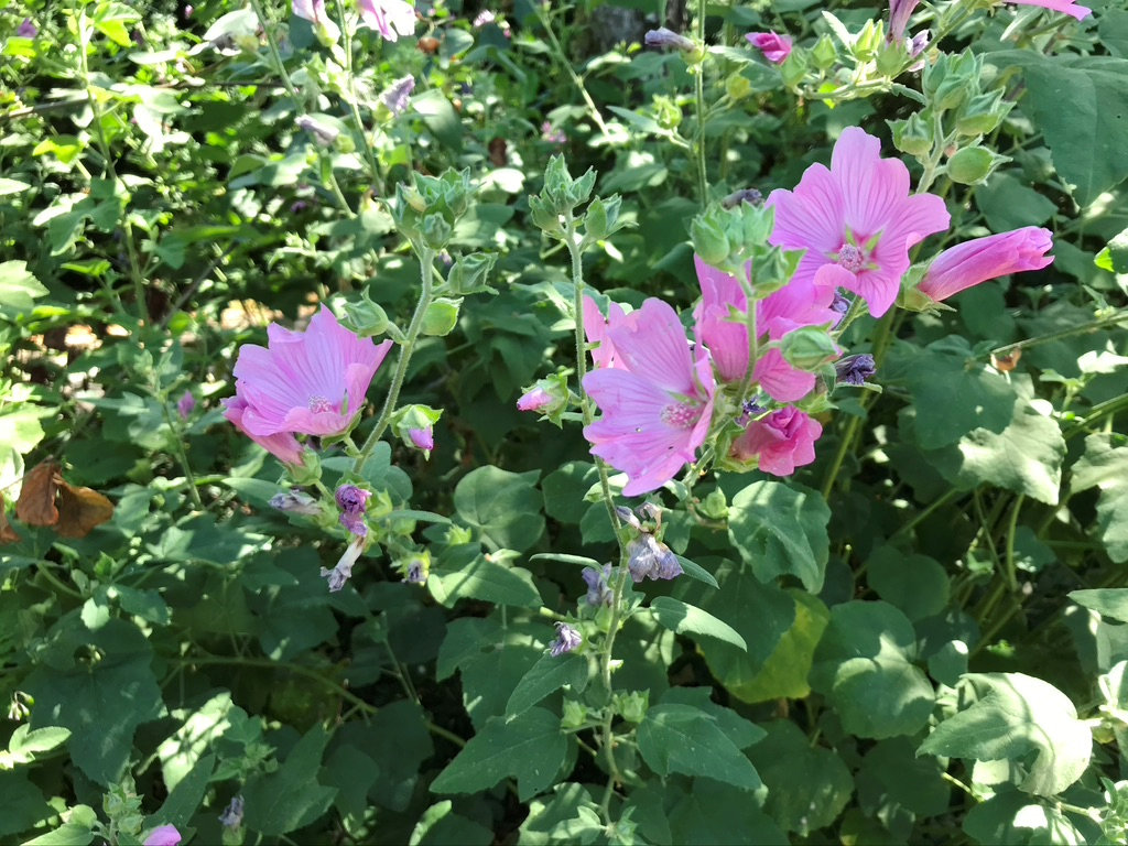 Mallows are a more delicate relative of hollyhocks — and their leaves aren’t afflicted by rust, as hollyhocks are.
